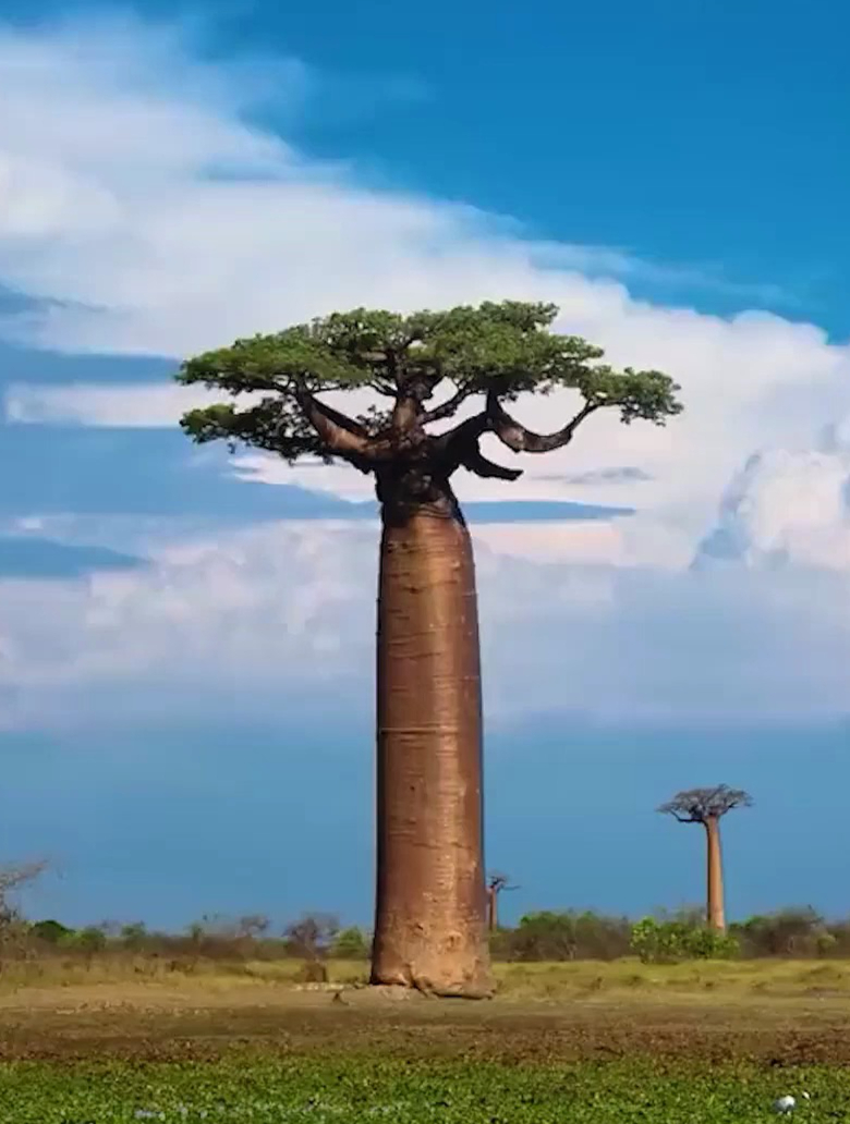 猴面包树,自然界中的别墅建筑奇迹