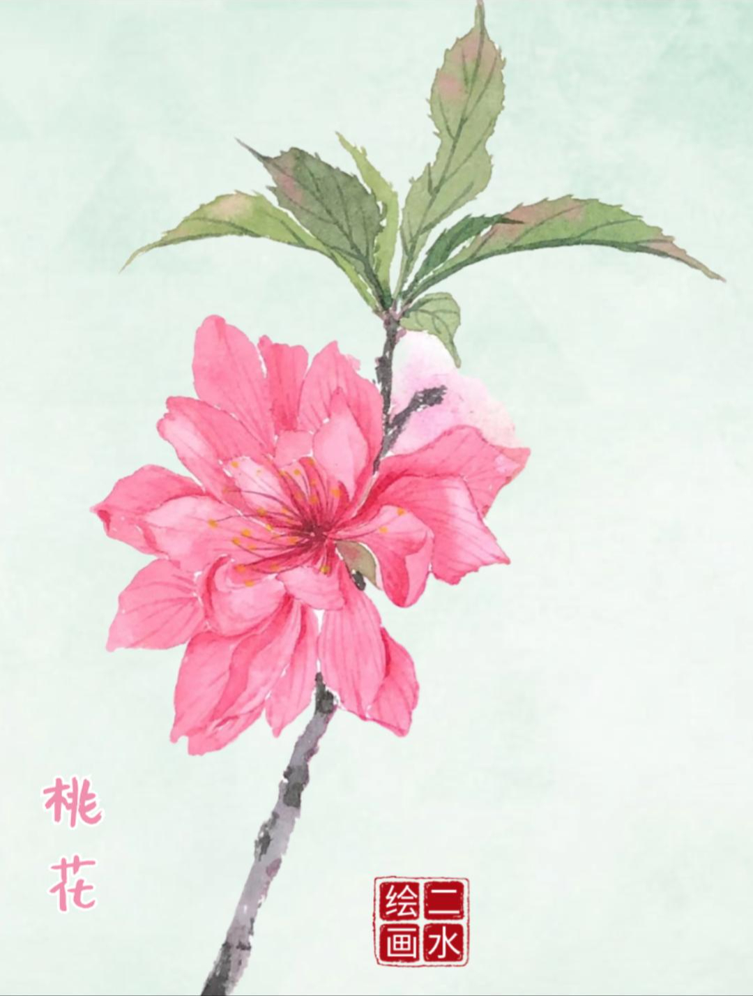 手绘-水彩画:桃花