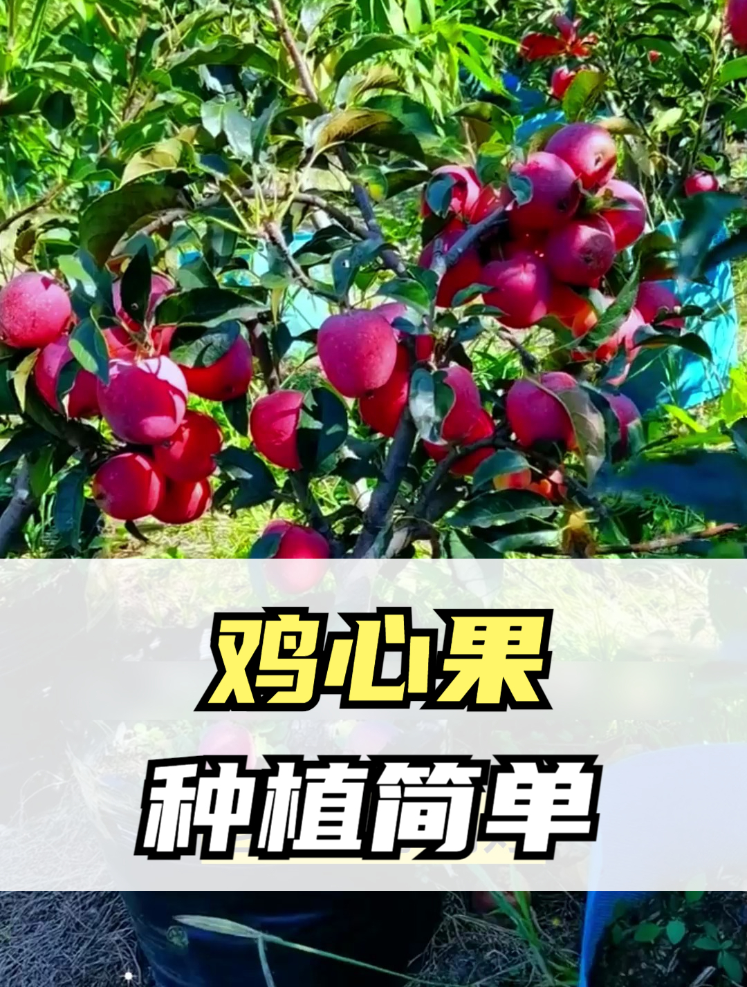 鸡心果要想高产,这个动作不可少,学会果子挂满枝,全家吃不完!