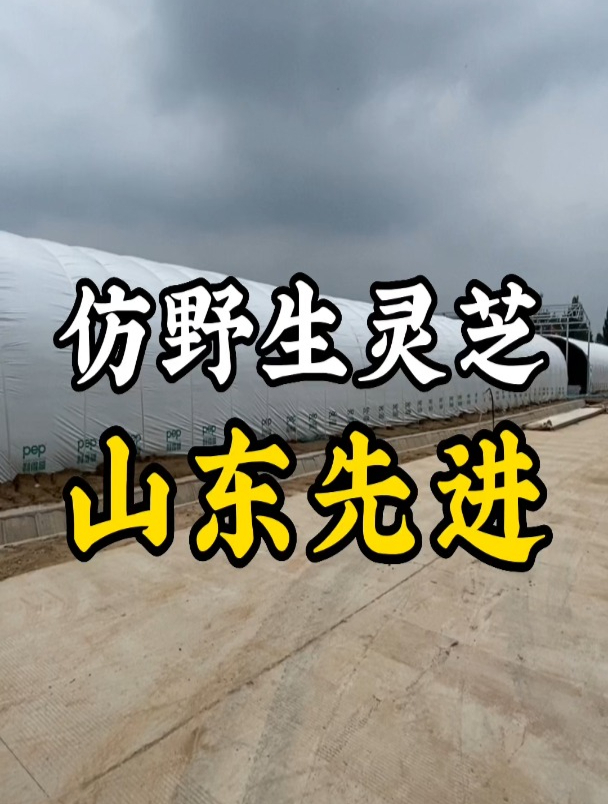 山东仿野生灵芝栽培技术的优势