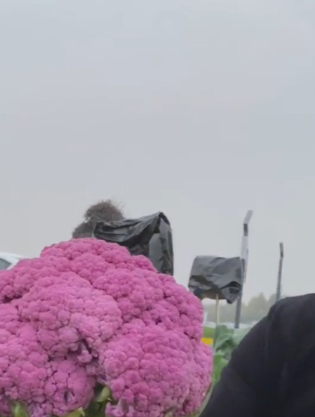 出生就是紫色的“花椰菜”,种植简单营养丰富,口感香甜脆嫩!