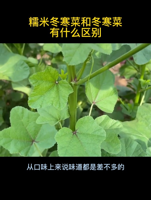 糯米冬寒菜和冬寒菜有什么区别