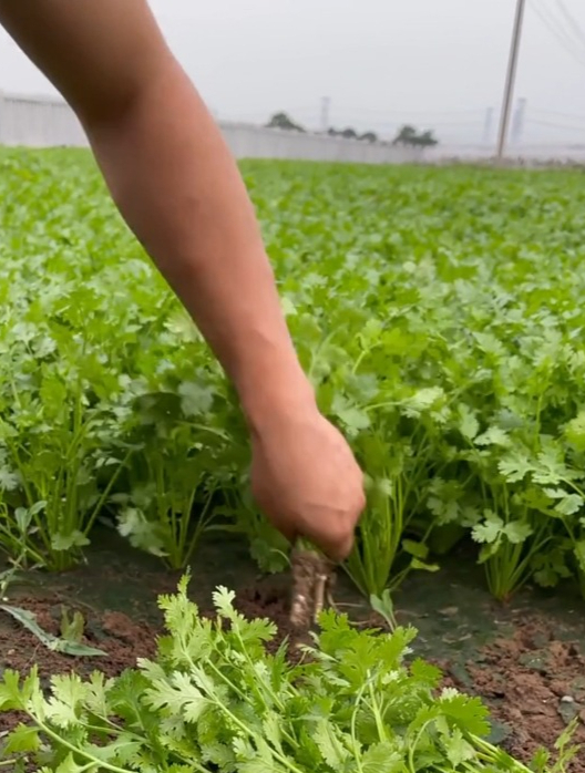香菜种植的“小妙招”,跟着种,阳台党也能种出茂盛的香菜!