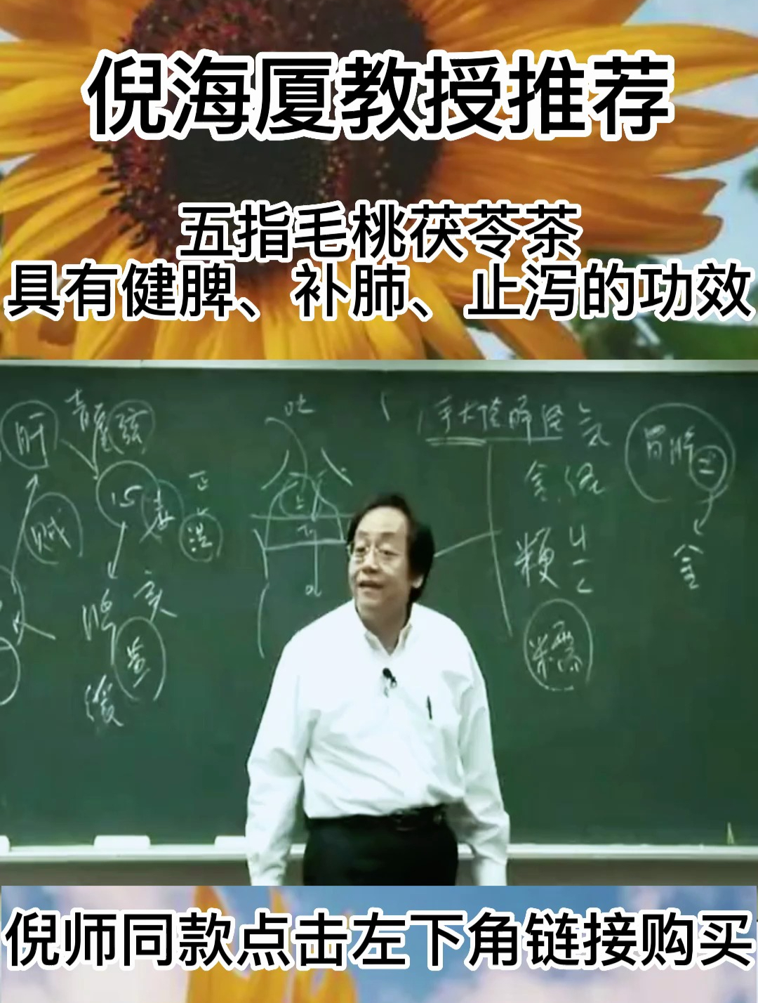 倪老师教学:五指毛桃茯苓茶的功效,快来了解一下!