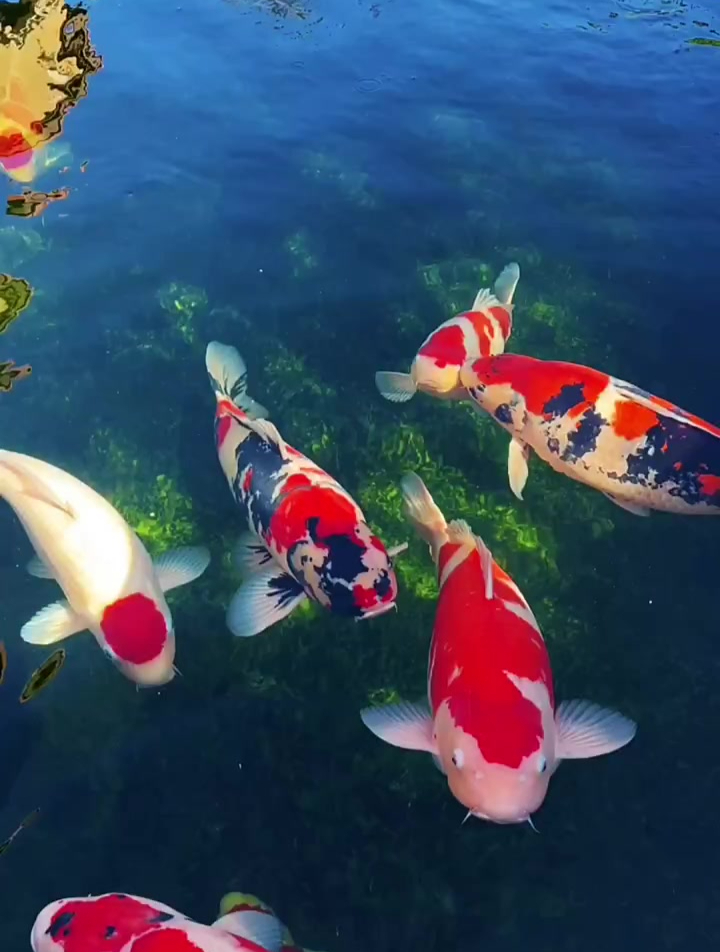 锦鲤小时代 年年有余 锦鲤水中活宝石