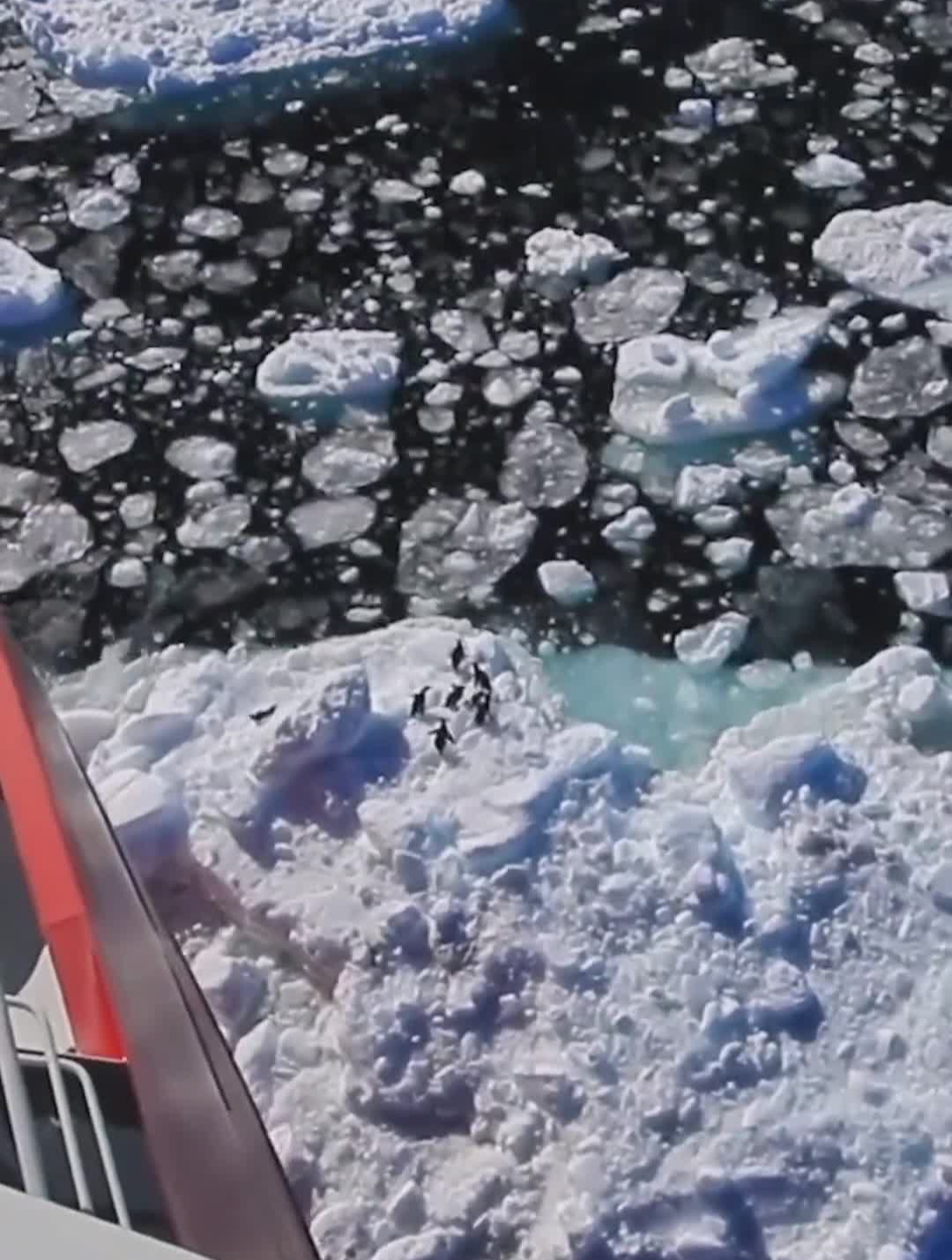 南极浮冰上茫然的阿德利企鹅动物图鉴爱护大自然