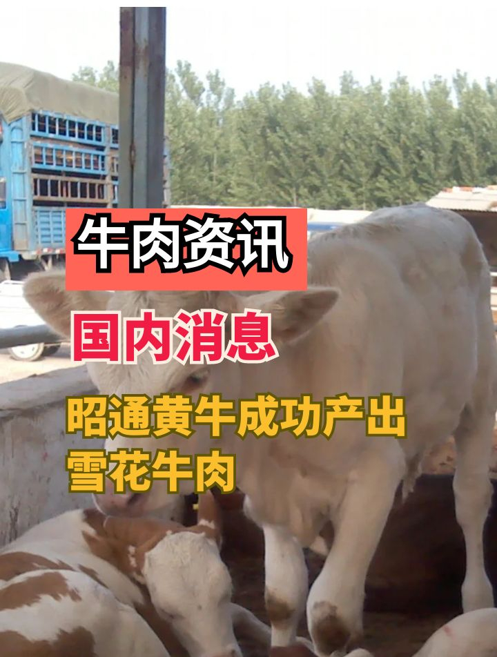 昭通黄牛成功产出雪花牛肉