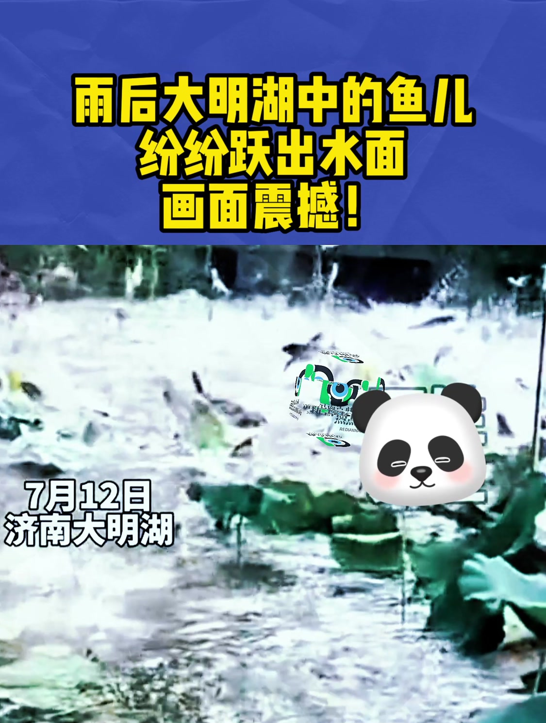 雨后大明湖中的鱼儿纷纷跃出水面,画面震撼!