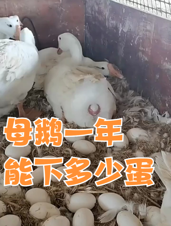 母鹅一年能下多少蛋