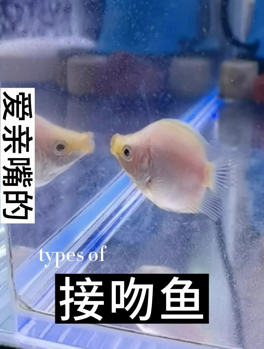 接吻鱼只有白色,他那张嘴其实不是用来打架的,而是清洁鱼缸用的