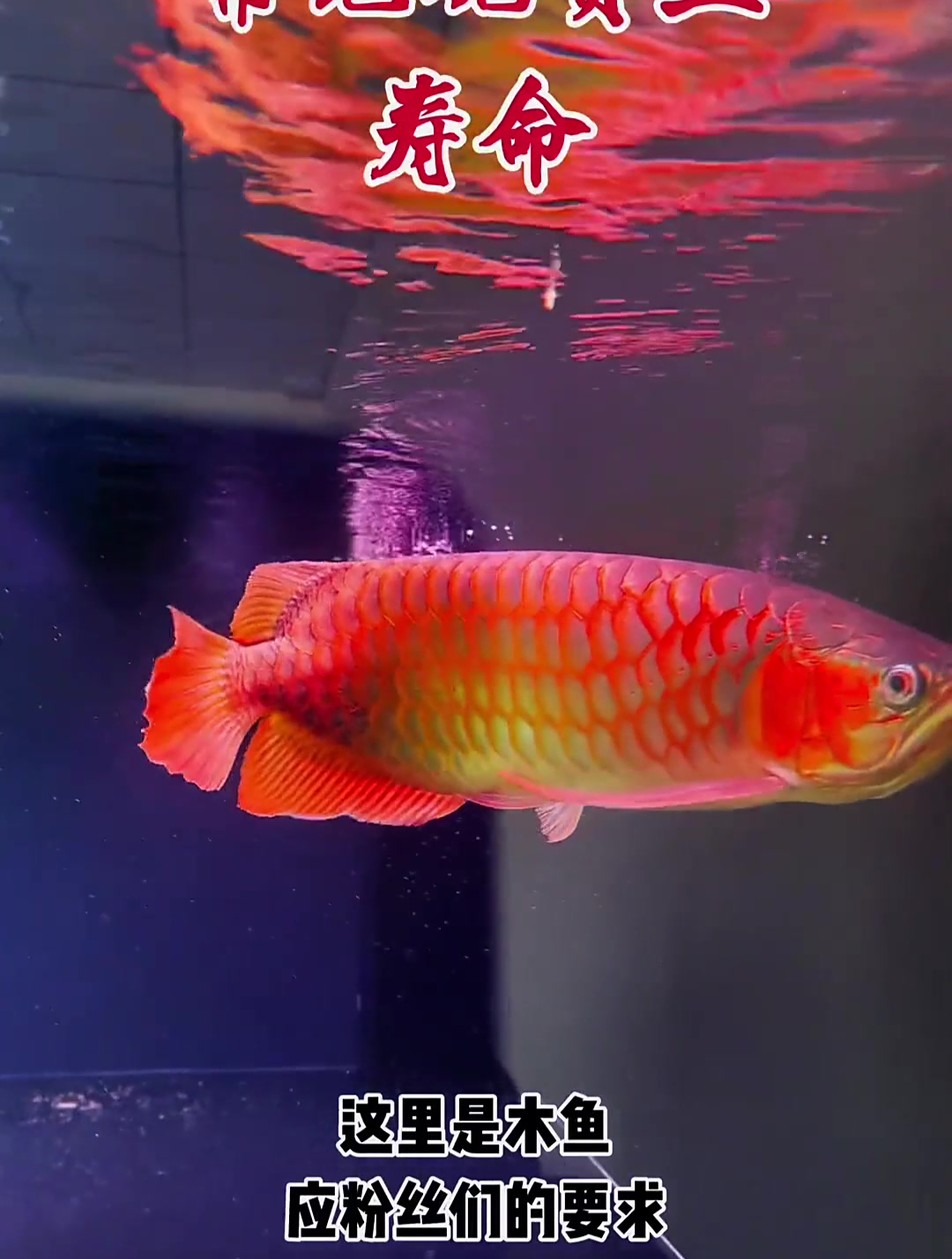 常见观赏鱼最实际的寿命