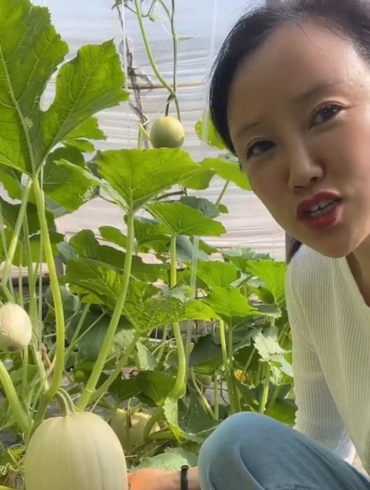 能搅出丝的“金丝搅瓜”,因其瓜天然成丝似鱼翅,故得名鱼翅瓜!