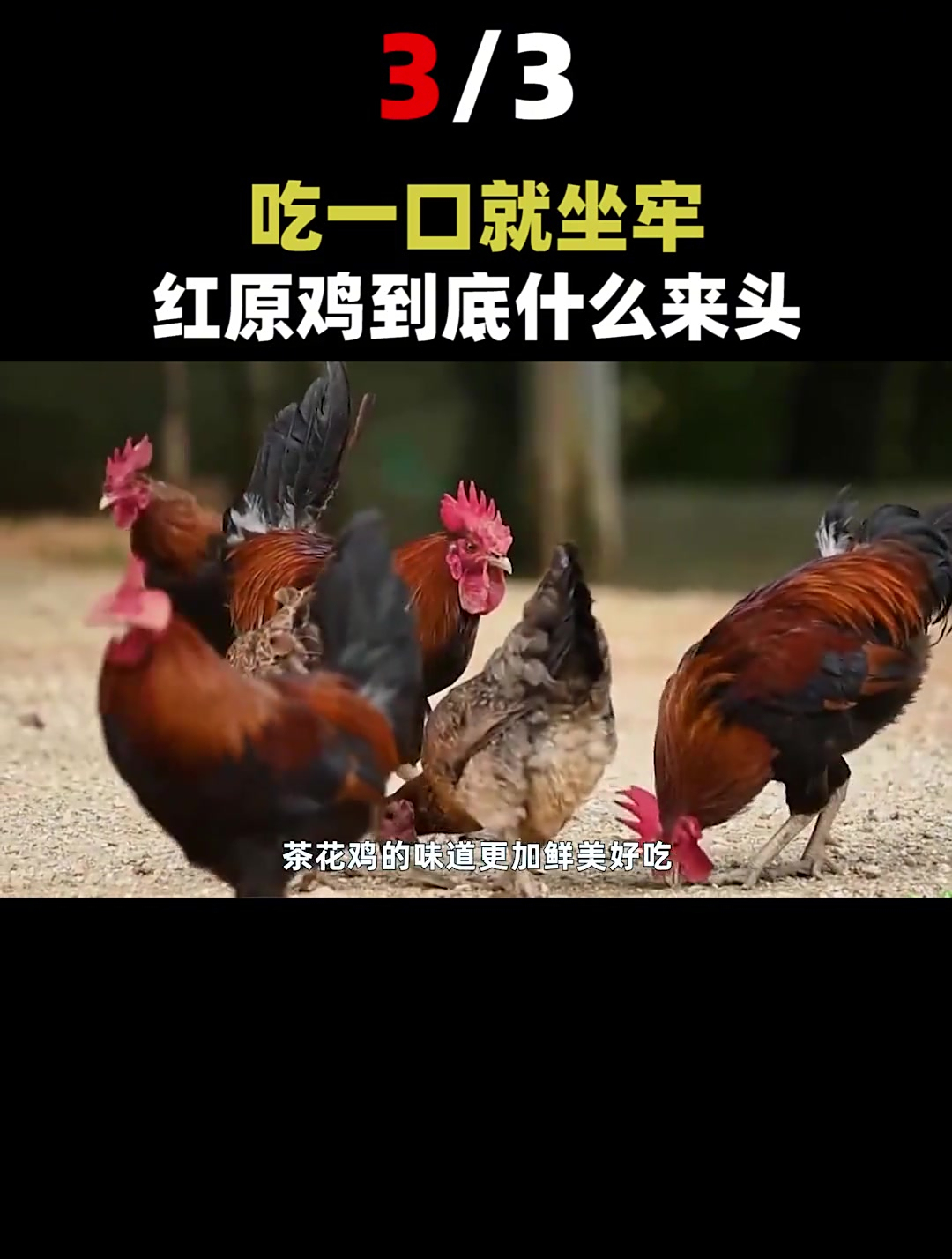 原鸡不能随意捕杀,吃一口就坐牢(3)