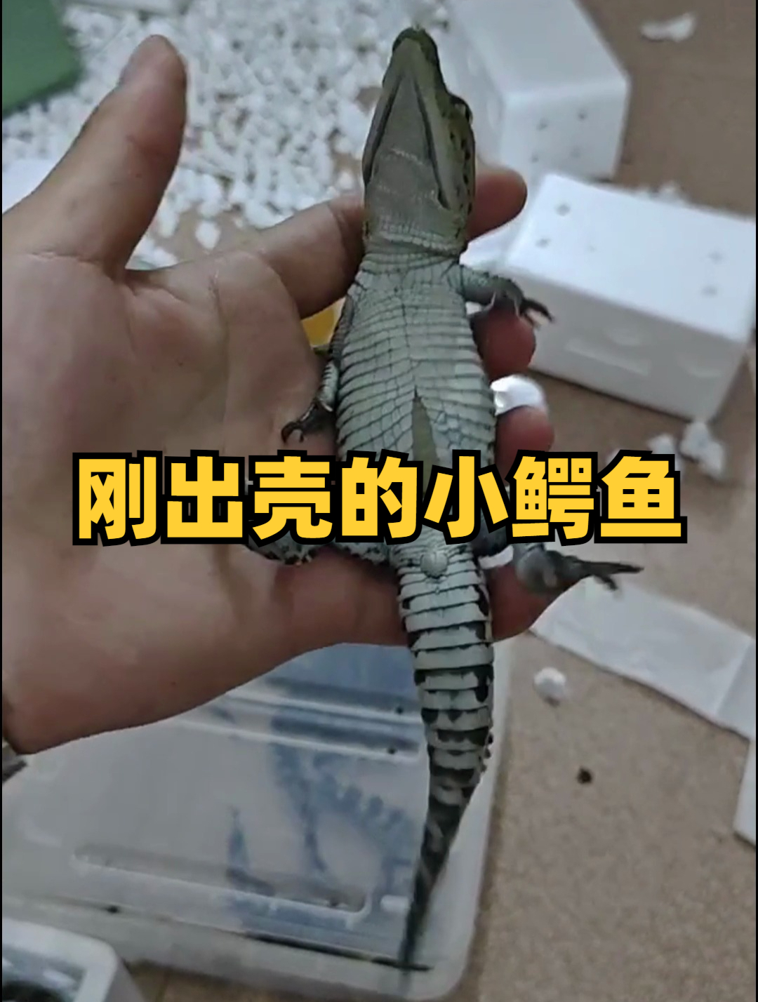 刚出壳的小鳄鱼