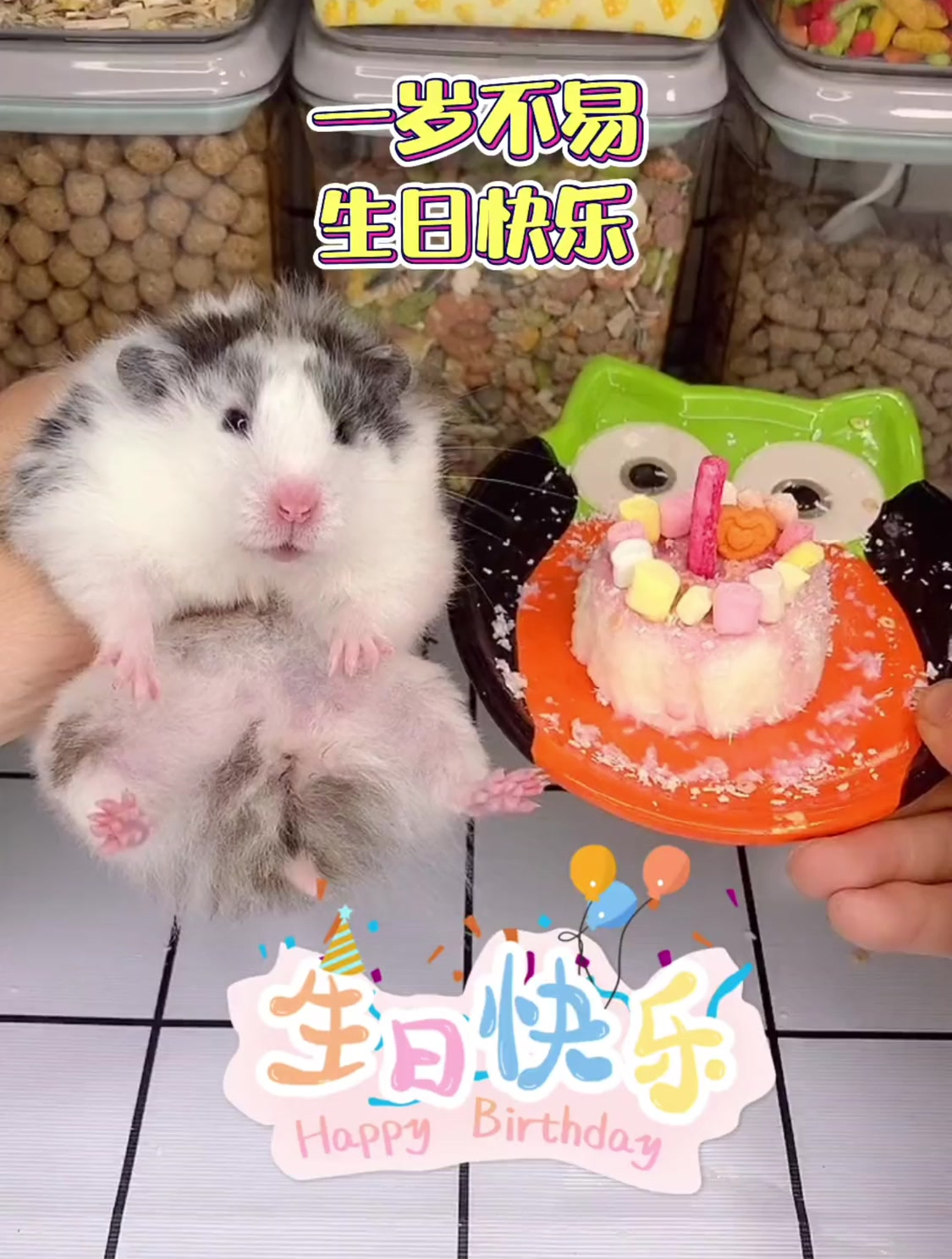 你会做仓鼠吃的生日蛋糕吗 跟我一起做吧