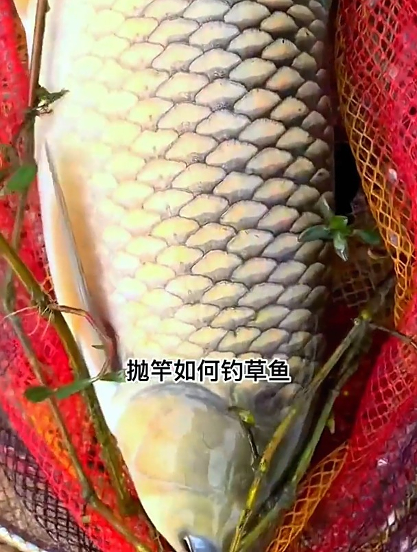 同样钓位钓草鱼,为啥隔壁连连上鱼?线组上多了这几个“珠珠”!