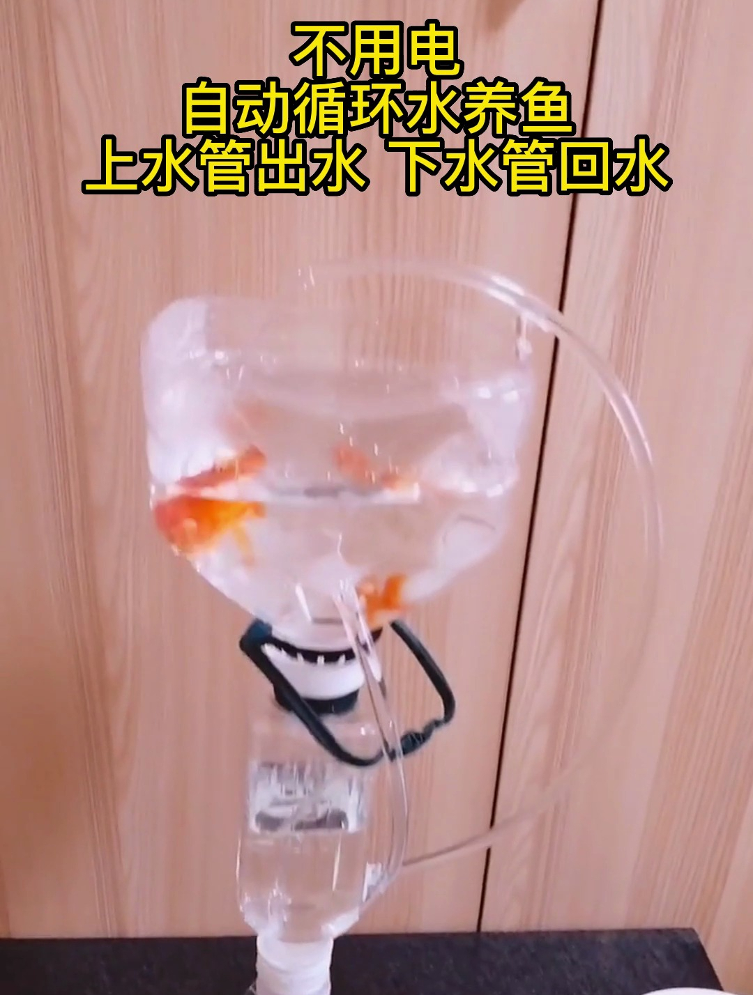 科学小实验,不用电 自动循环水养鱼,上水管出水 下水管回水!