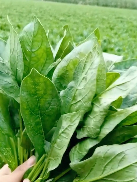 耐高温“40度”的菠菜,掌握三点,种了它一个夏不愁蔬菜吃!
