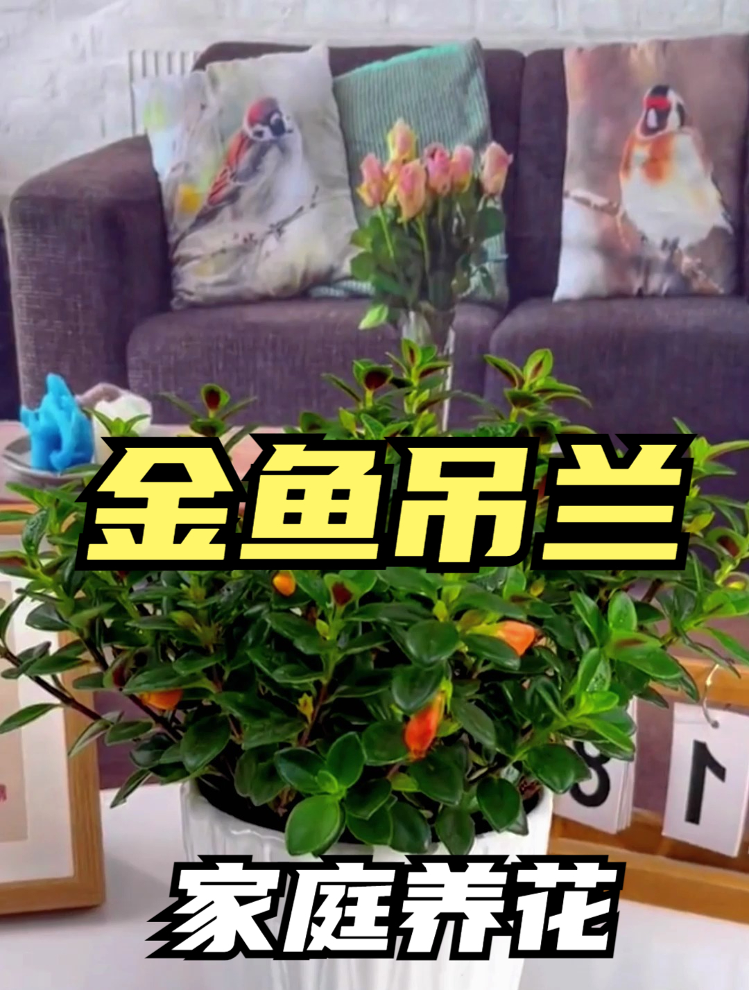 金鱼吊兰又叫金鱼花,浇浇水就能存活,寓意年年有鱼!