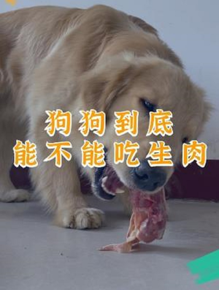 养狗经验分享:狗狗到底能不能吃生肉?