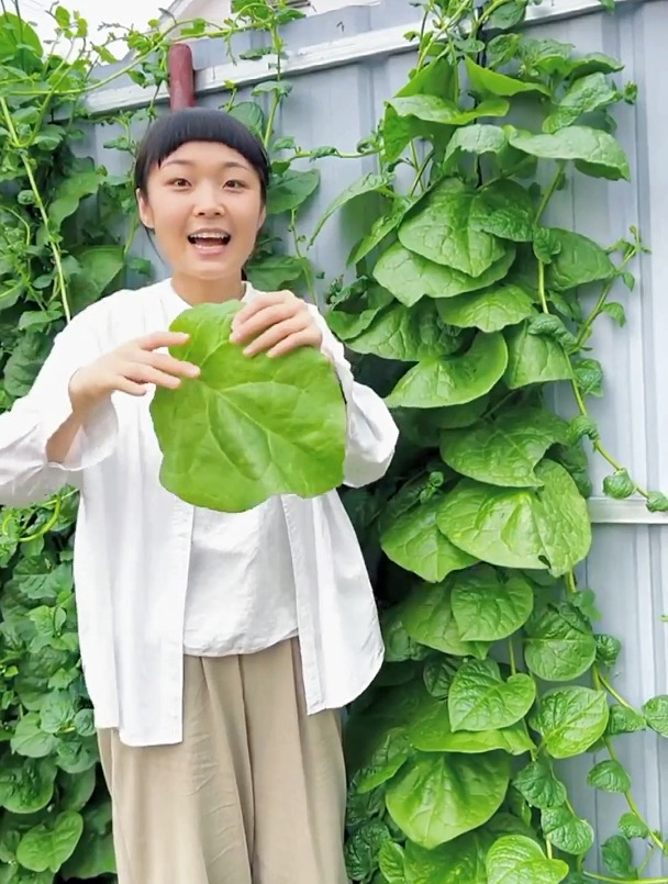 大叶木耳菜越摘越多的方法,做对了就能从春吃到秋,你学会了吗?