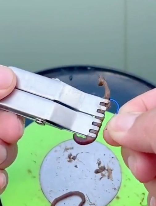 钓鱼蚯蚓这样“挂”不脏手,大鱼小鱼都难逃,下竿就有口!