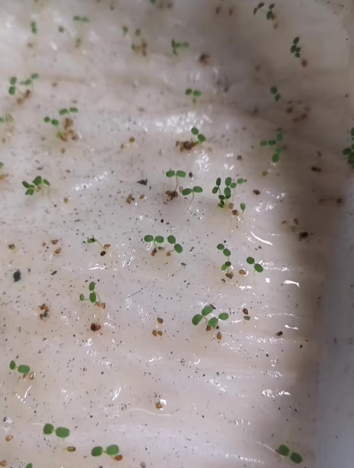 草莓种子发芽啦