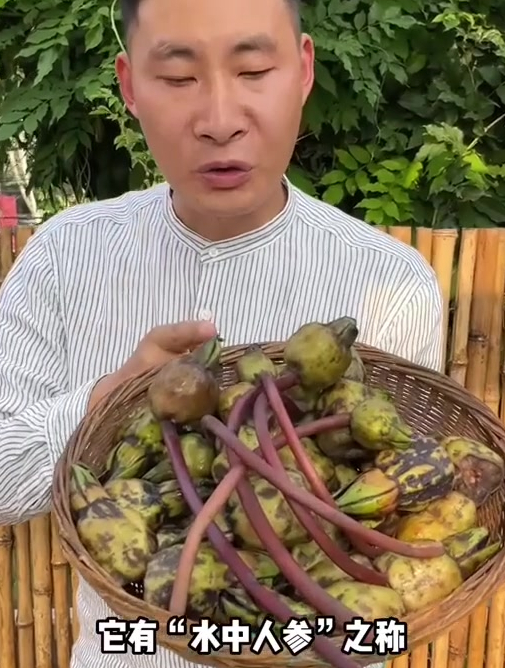 又到了吃芡实的季节了,果实外形酷似鸡头因此得名鸡头米