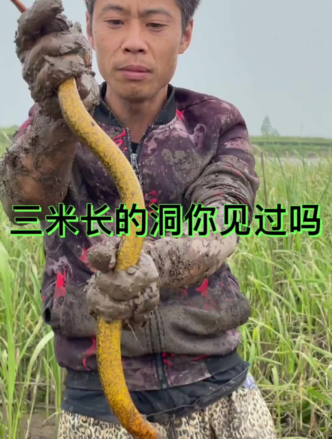 三米长的鳝鱼洞你见过吗?