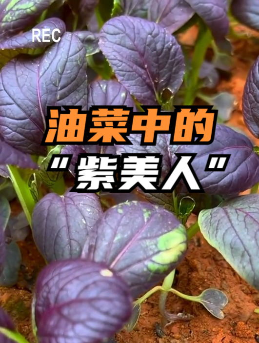 油菜中的贵族“紫油菜”,含丰富维生素和钙,老人小孩要多吃!