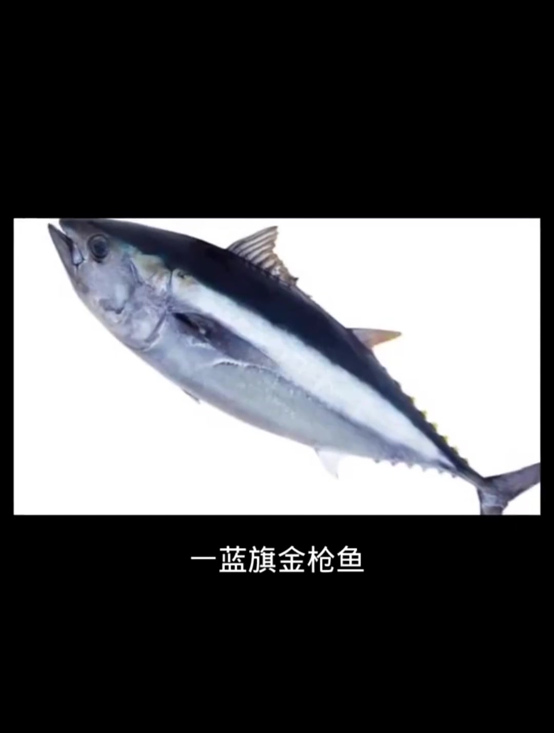 世界十大最名贵海鱼