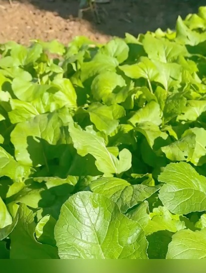 冬天种植红菜苔有“讲究”,掌握好几个技巧,菜苔长得粗又多!
