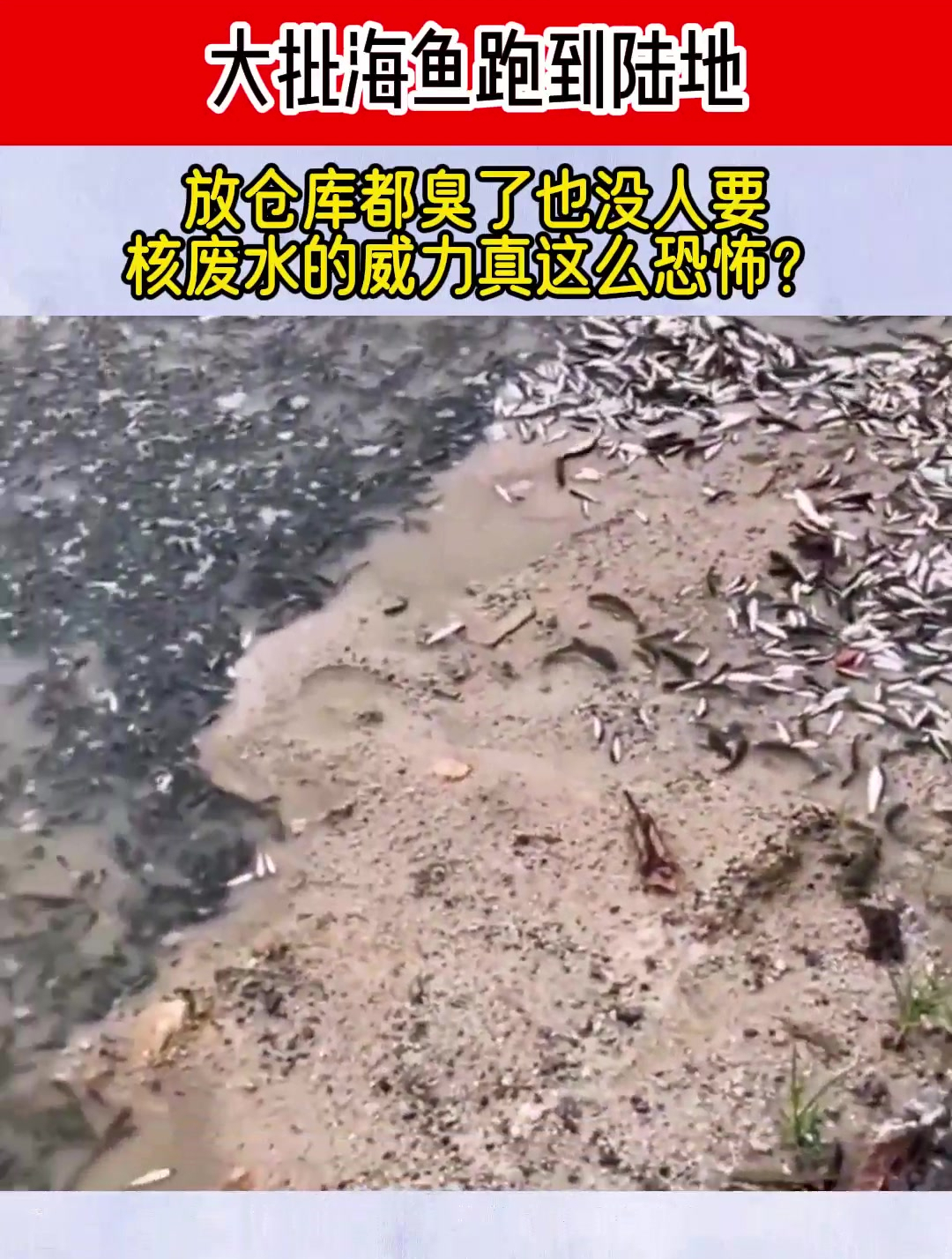 大批海鱼跑到陆地,放仓库都臭了也没人要,核废水的威力这么恐怖