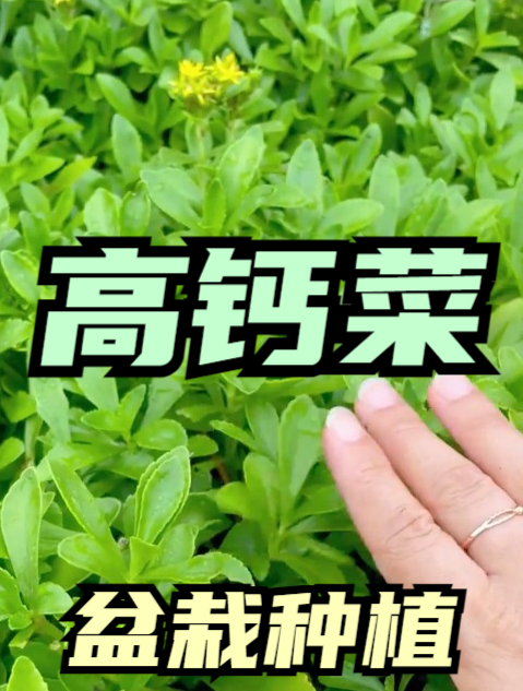 “高钙菜”想多收几茬,建议别“偷懒”,做好3点,全家吃不完!