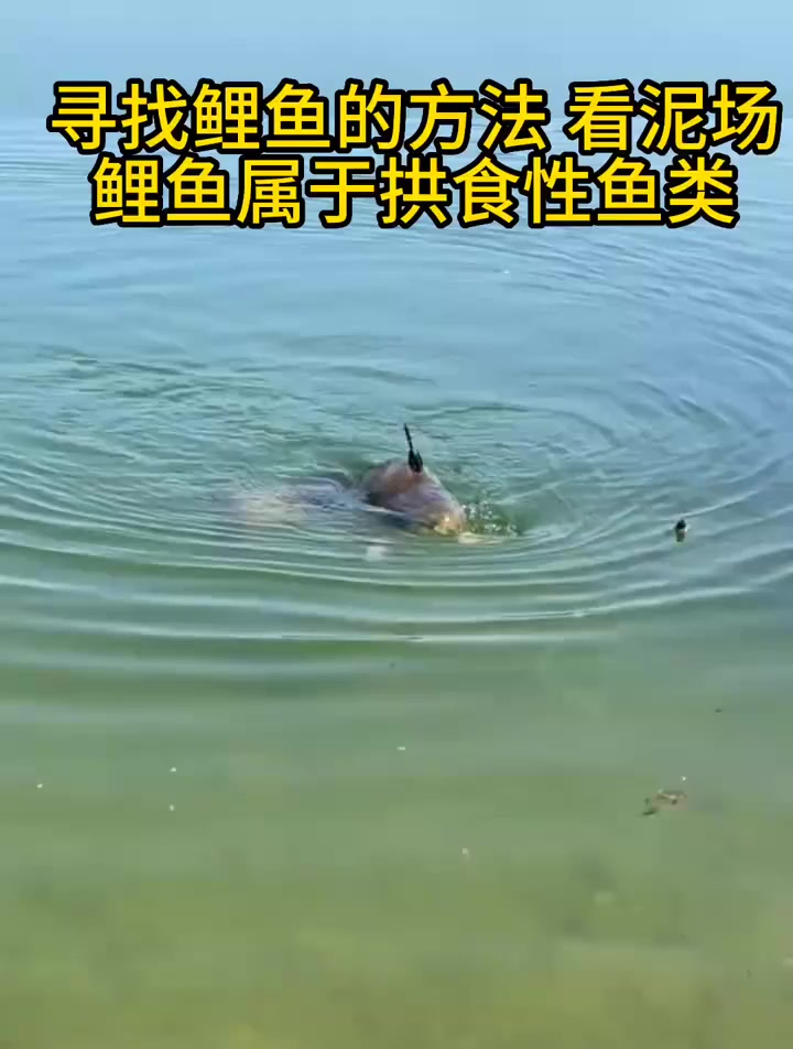 寻找鲤鱼的方法,看泥场:鲤鱼属于拱食性鱼类