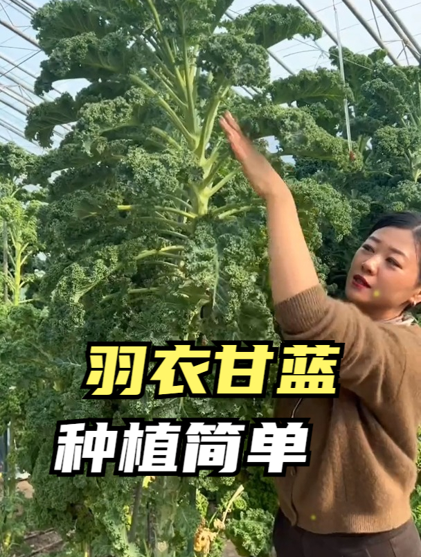 掰着叶子吃的羽衣甘蓝,邻居大妈种了几棵,冬天也有新鲜菜吃!