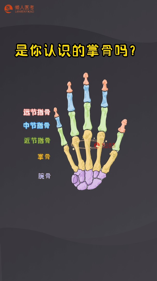 医师资格考试-解剖学基础知识点学习“掌骨”