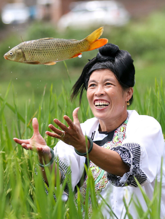 你知道为什么稻田养鱼,会稻壮鱼肥吗