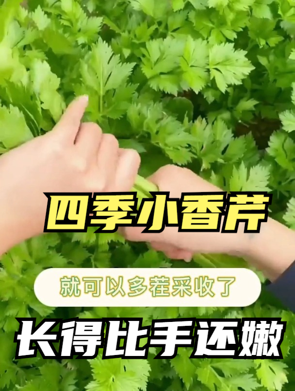 原来芹菜也分好几种,不是每个季节都有,这个季节适合种什么芹菜