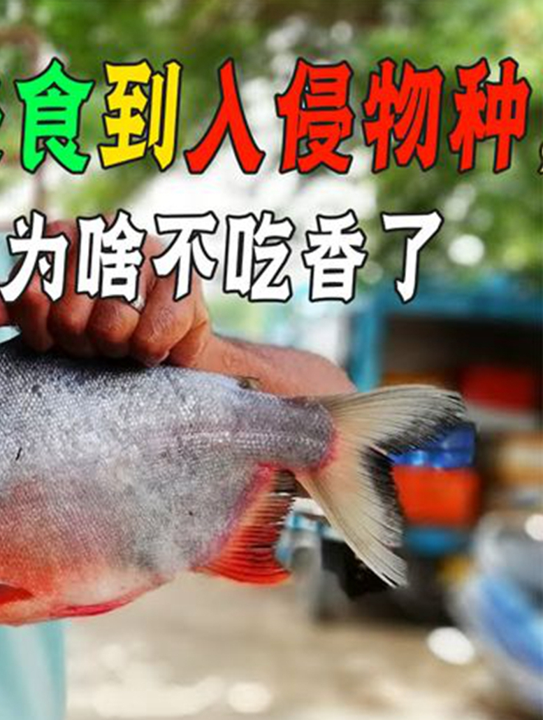 从餐桌美食到入侵物种,红鲳鱼地位今非昔比?为啥人们不爱吃它?