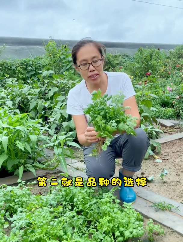 俗称“假芫荽”，要分清大叶和小叶，很多人不懂，难怪发臭不好吃