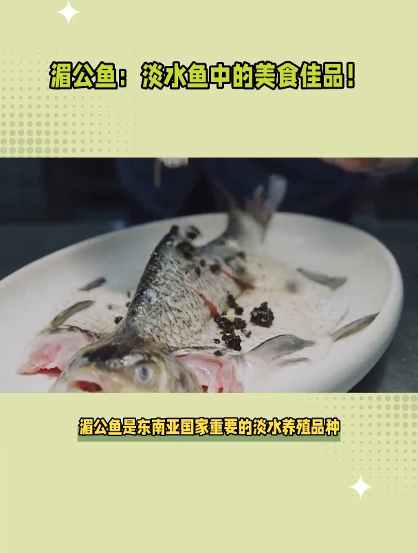 湄公鱼:淡水鱼中的美食佳品!