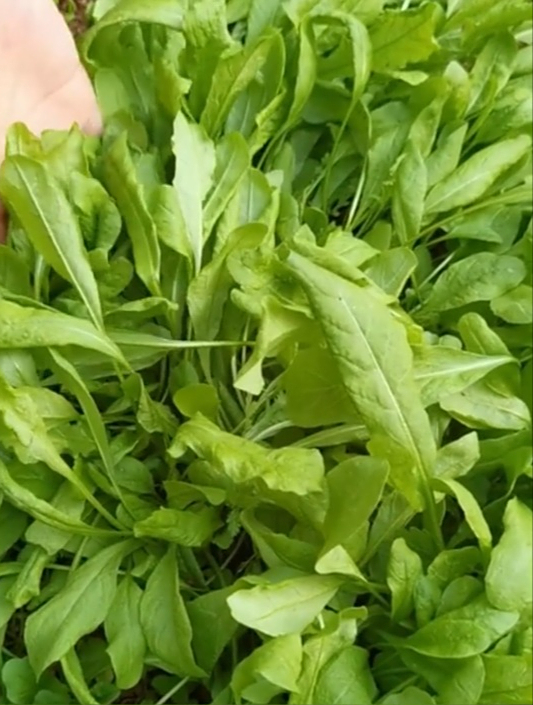 荠菜种子,家里阳台小院都能种,终于可以实现荠菜自由了
