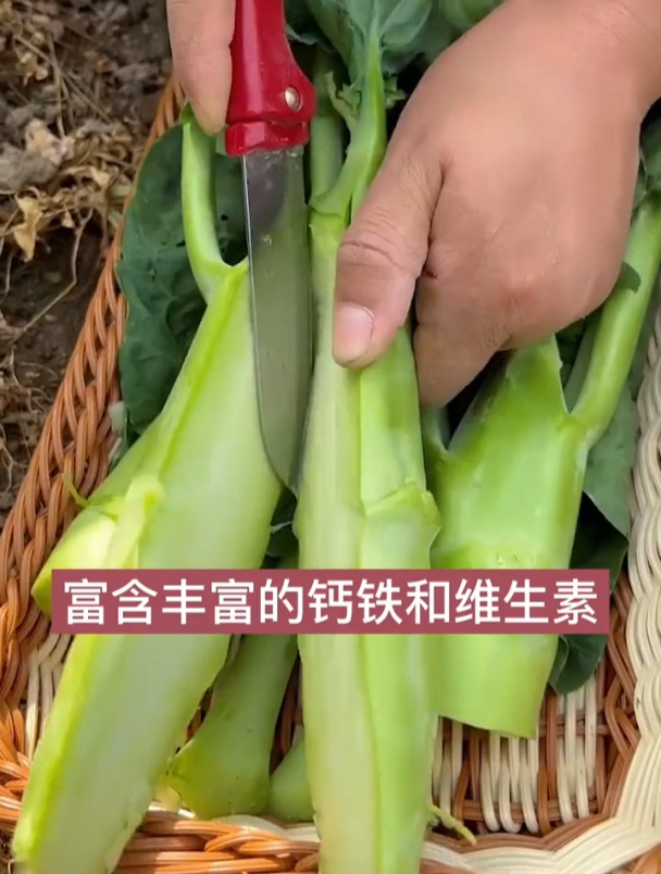蔬菜中的“小人参”,长得像鸡腿,很多人却没有吃过