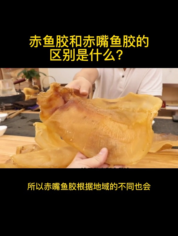赤鱼胶和赤嘴鱼胶的区别是什么?
