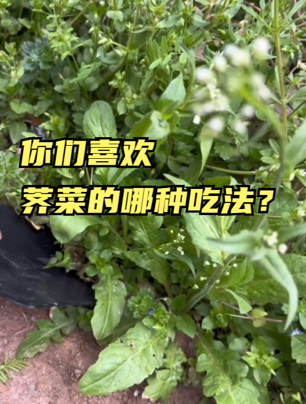 荠菜馅的饺子,真是人间美味呀!你们喜欢荠菜的哪种吃法?