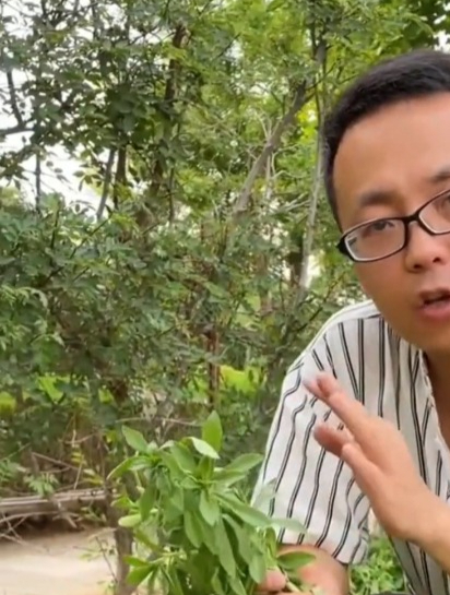 补钙大王养心菜,既能食用又能观赏,沾土就活!