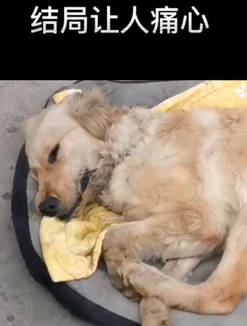 在狗肉馆救下的金毛,依然没能战胜病痛的折磨,结局让人痛心5