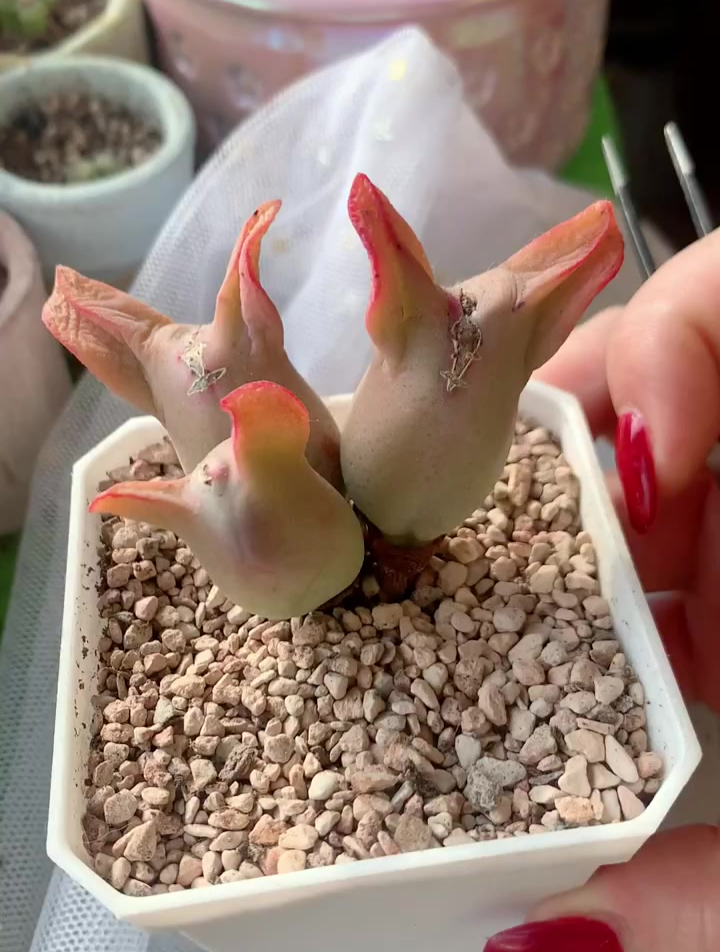 今天你扒皮了吗,多肉植物