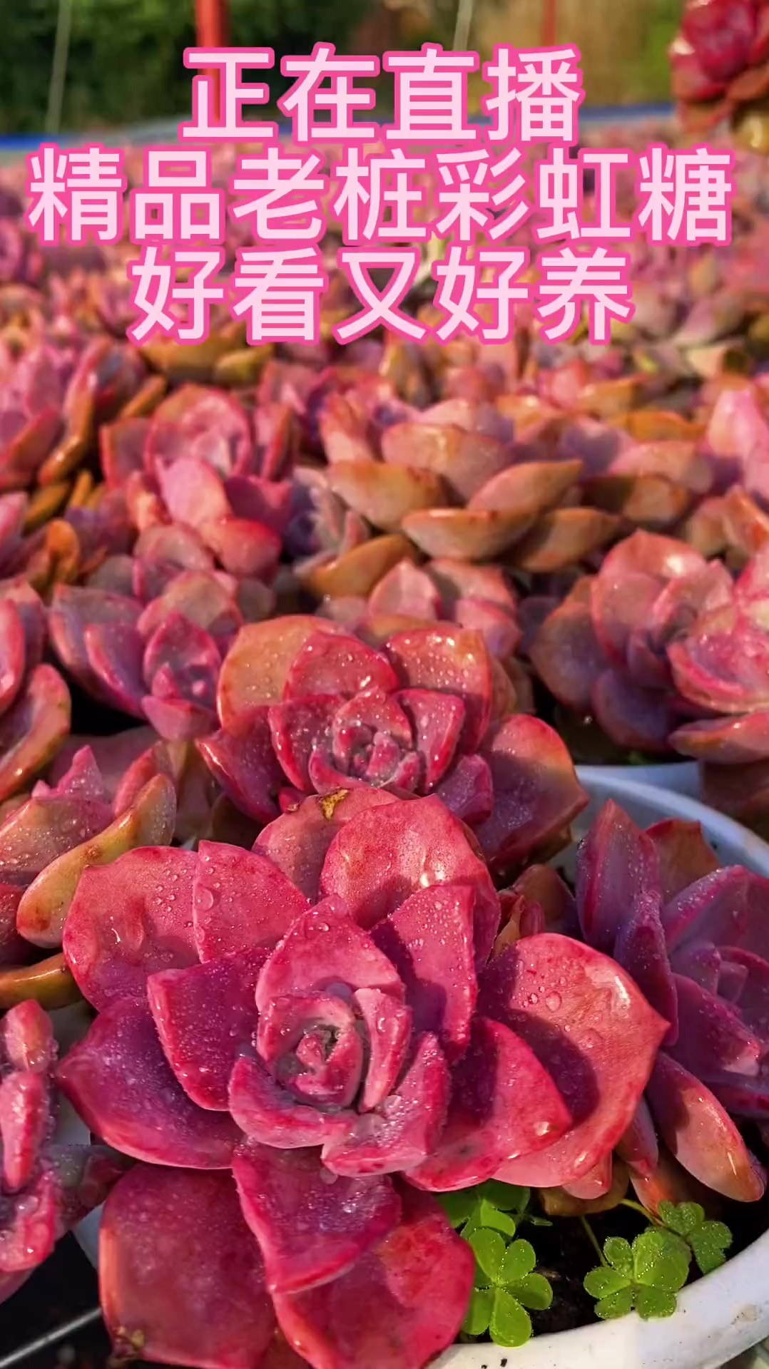 精品老桩彩虹糖提前放送浮力,喜欢多肉的宝宝一定不要错过